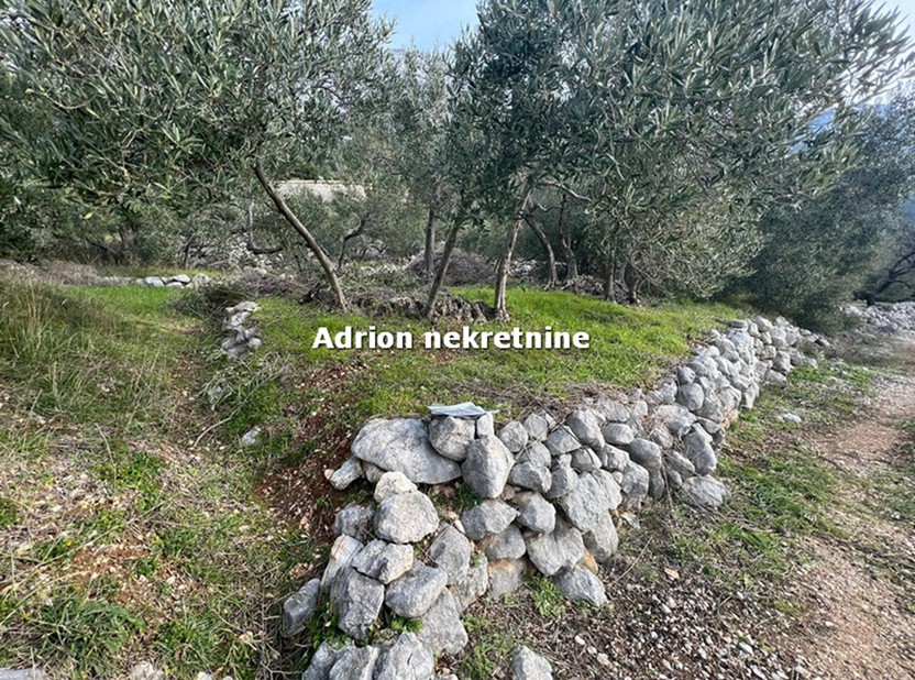 nicely processed olives